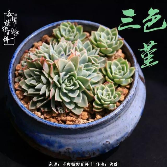 养了三年多肉，终于明白佛系养肉才是王道！