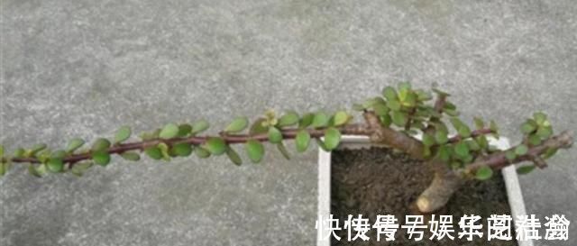 修剪|养金枝玉叶,怎样修剪、整形,才能把它打造成更美观的盆景