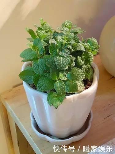 想让卫生间增添绿意,选择这些植物准没错!