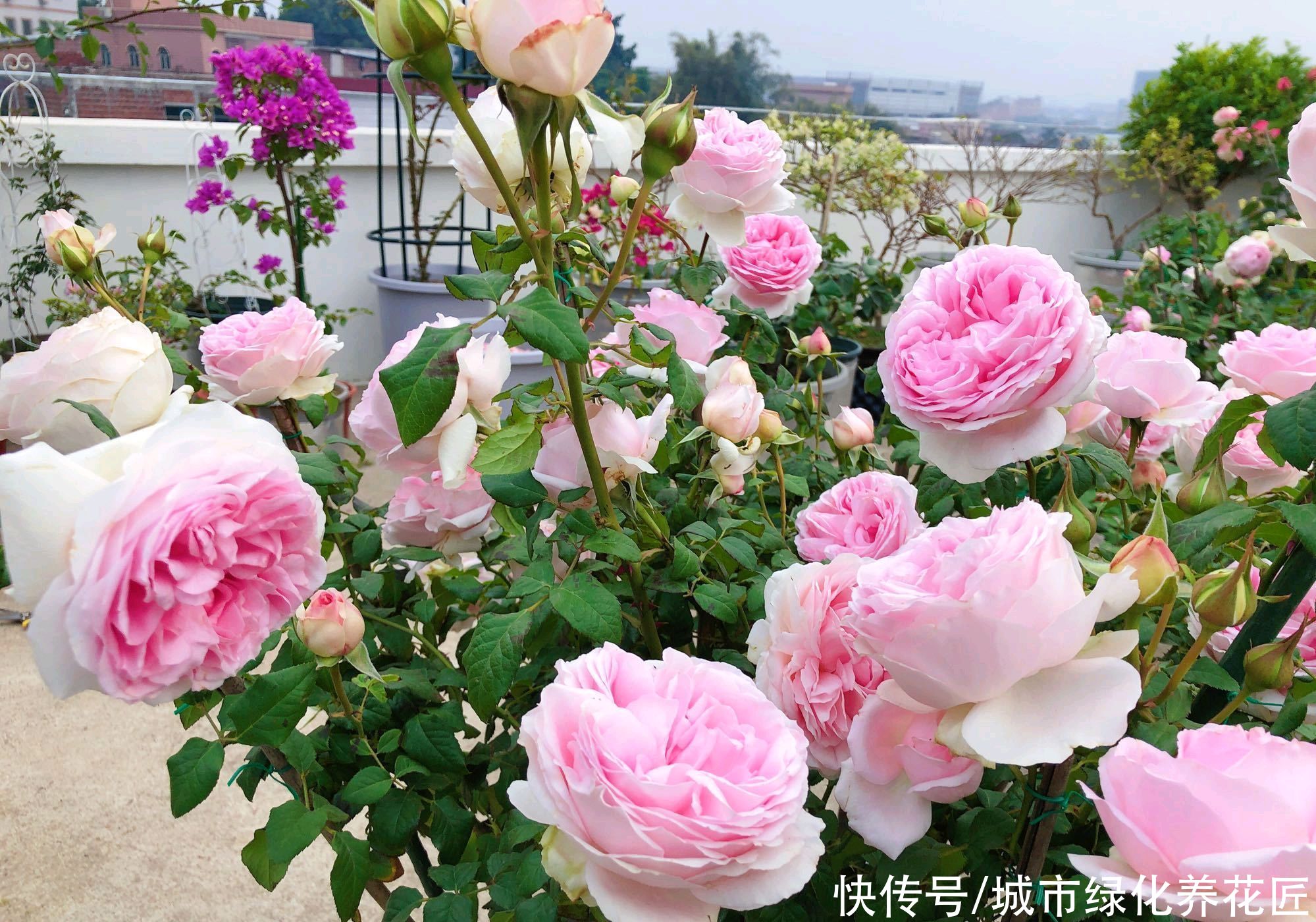 月季怎么养能长出粗笋？无它，唯营养耳