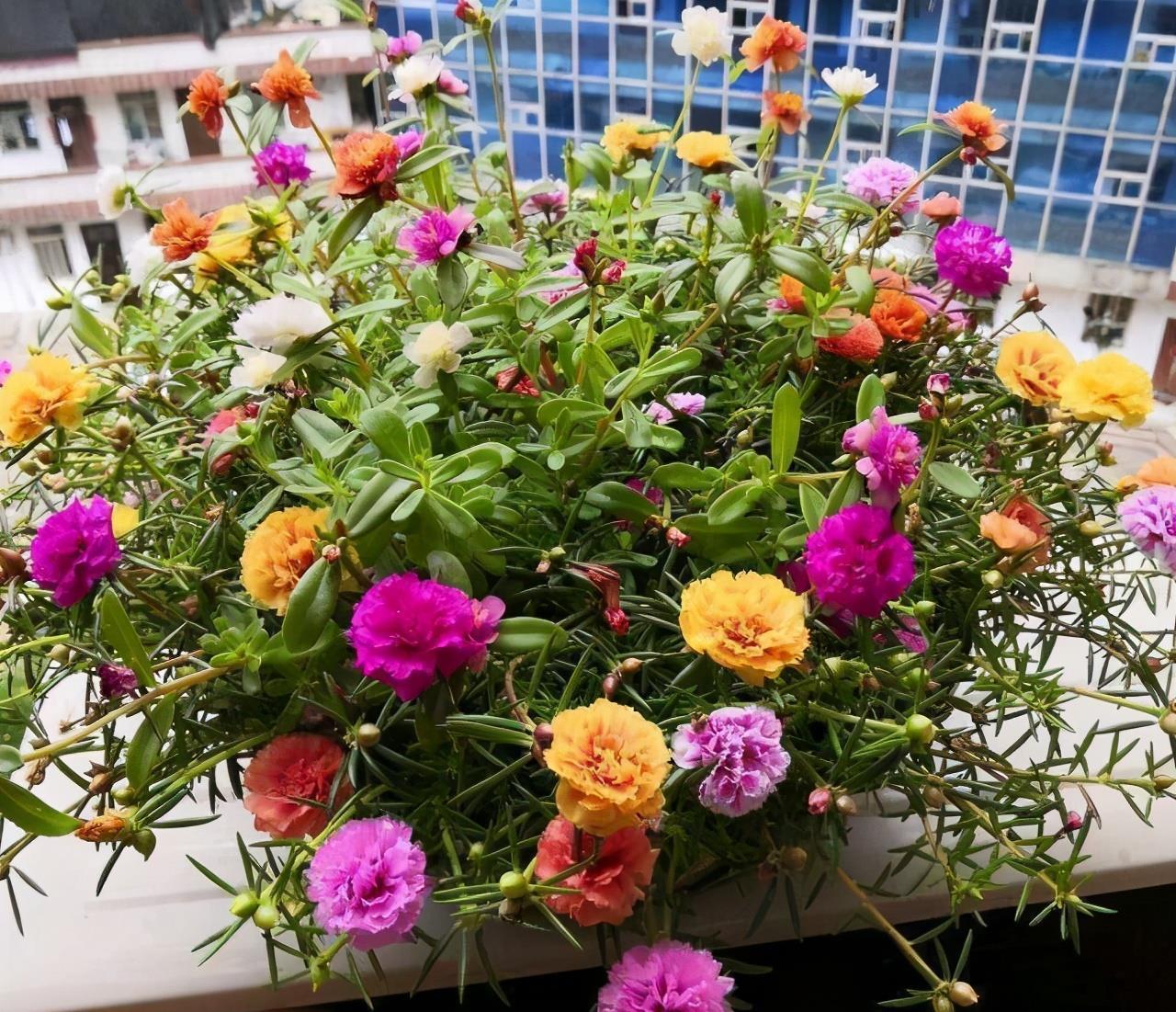 想要窗台美美哒，8种花草养起来，一晒就开花