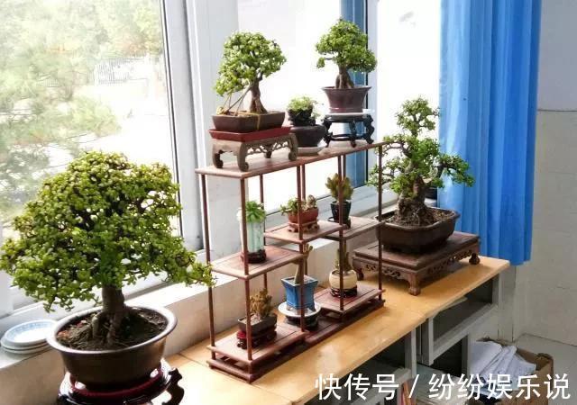 金枝玉叶这样养，变身高大上的盆景，造型惊人，身价翻几倍