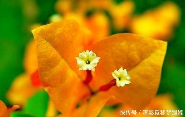 喜欢三角梅,就养盆“高档品种”柠檬黄三角梅,开花爆盆还好养!