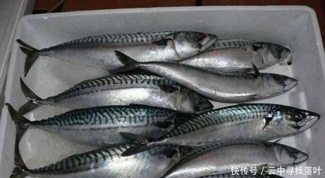 五种鱼都不能养,碰上就买吧!饮食过量对健康有益