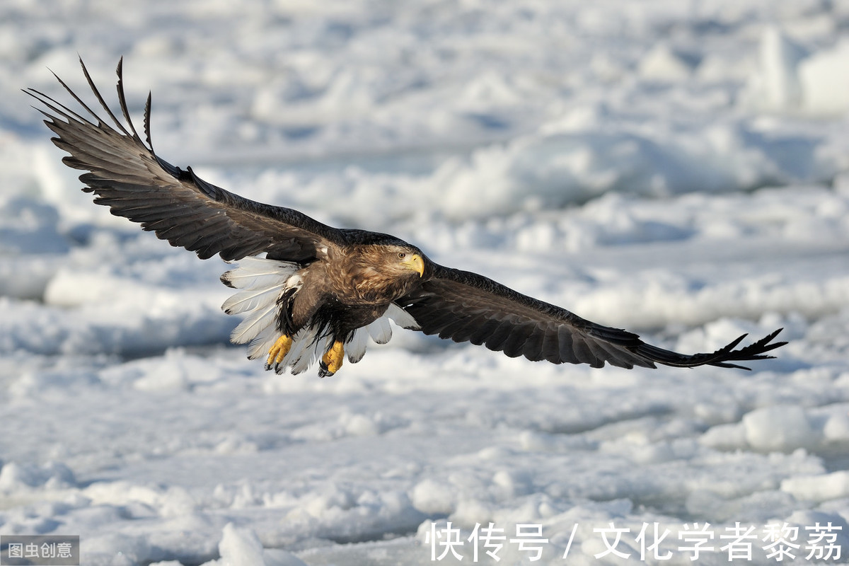 诗人&飞鹰与诗人