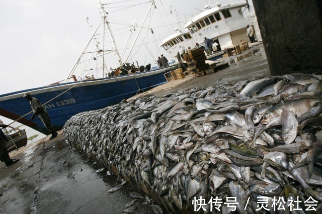 深海船|深海船钓的时候，钓上来的鱼为什么要立马放血？