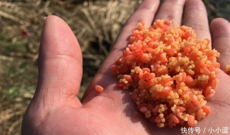 上钩的鲫鱼不够大?三十年老钓手:冬天不用这狠招就亏大了