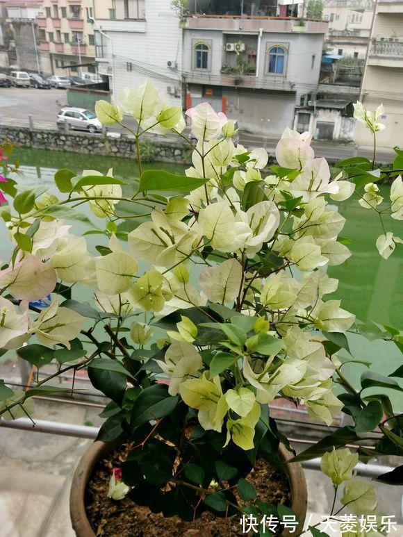 三角梅徒长不开花,也许是浇水的原因吧,新手学会变成开花机器