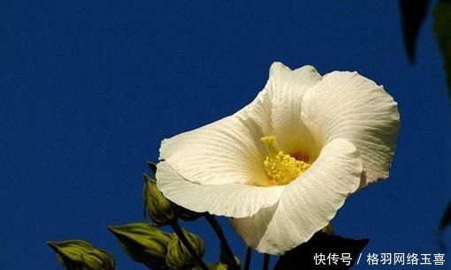 得来|花蕊夫人名字如何得来的？历史上哪些人可称花蕊夫人？
