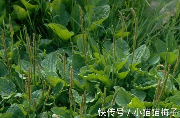 益母草|66种野菜大图片,带你见识不同的野菜和吃法,你想要的野菜这里有