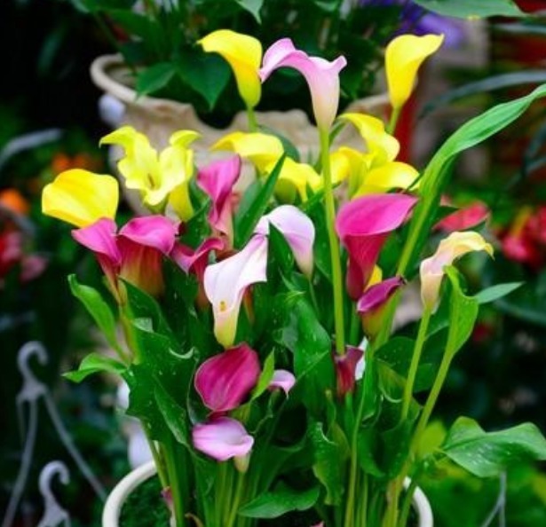 最受欢迎的4种花,价格便宜花期长,一开就是200天,养在阳台最好