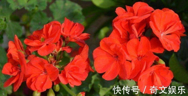 光照|养长寿花、天竺葵的小技巧,学会了让长寿花花开爆盆!