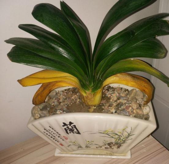 天暖了,“2种”水别拿来浇花,浇一盆死一盆,莫忽视