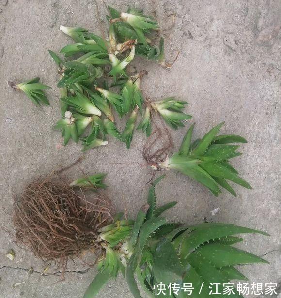 芦荟也能养成“老树桩”,枝干比人高,做菜美容用一年