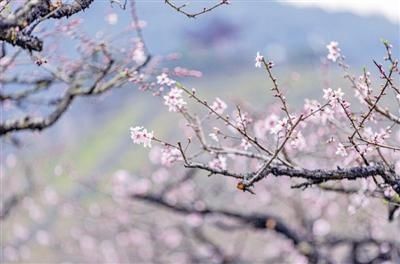 老年|奉化桃花预计3月中旬进入全面盛花期