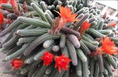 你家的是白檀仙人掌还是鼠尾掌,不要傻傻分不清