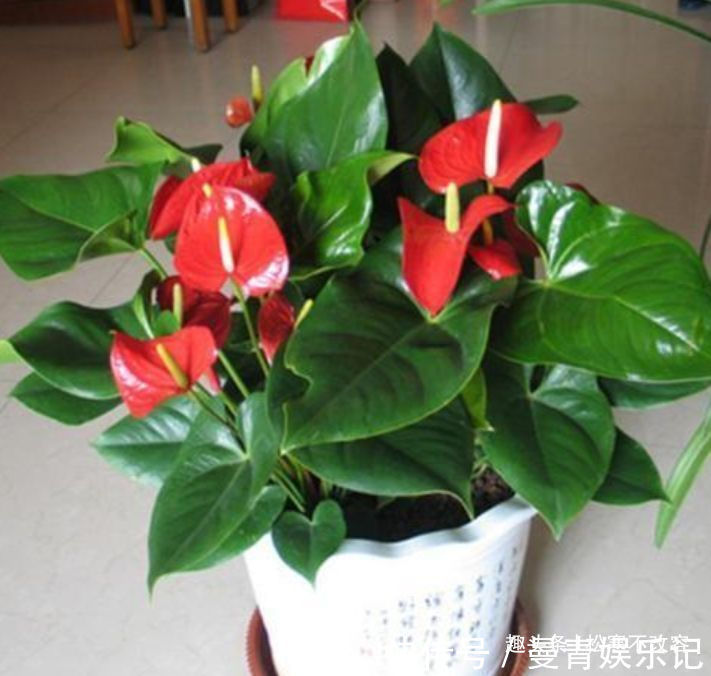 藤本樱霞|这些植物,越浇水越好,非常喜水,浇水就能活,浇水就能爆盆