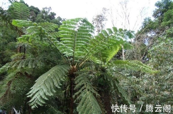 植物|树冠如巨伞,极具观赏,堪称“蕨类之王”,非常稀罕,遇见请保护