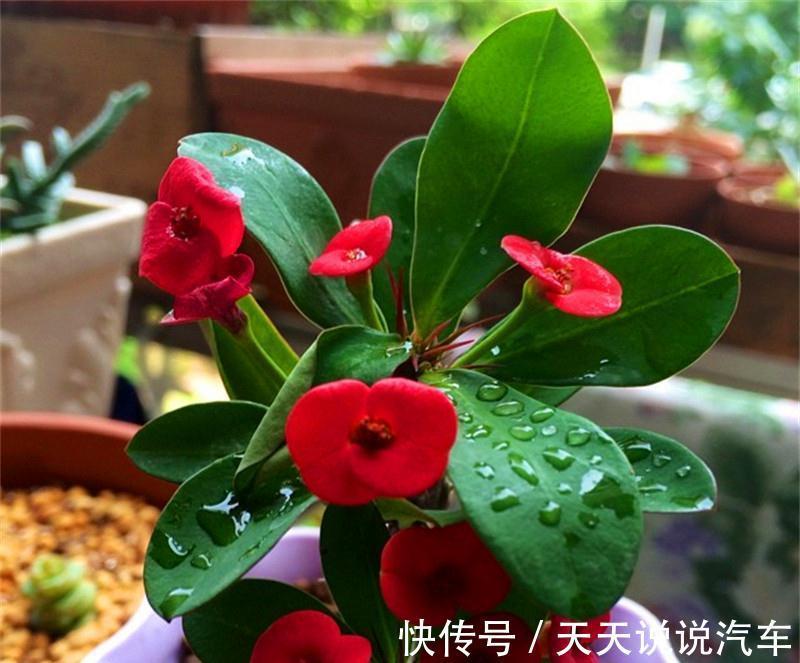 立冬后，养这10种花，切记不能多浇水，养不活都是由于手太勤