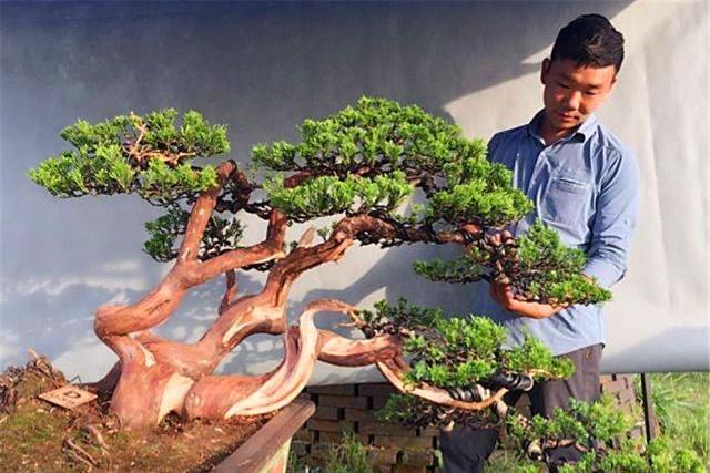 新手老桩盆景咋那么多老匠人学会5大“盆景嫁接法”就有了