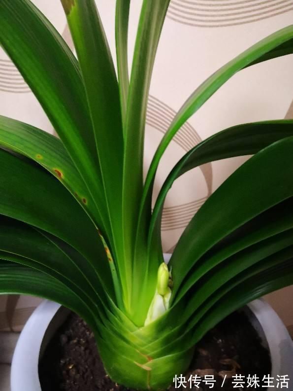 叶子|君子兰能不能开花，主要看这3点，全都符合才能开
