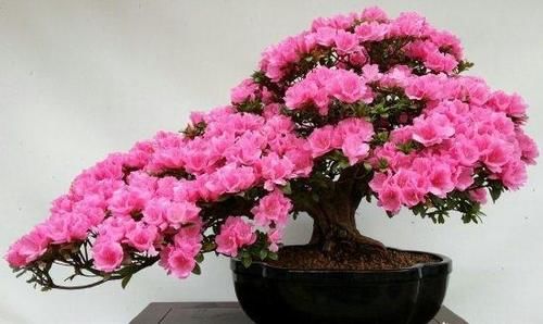 杜鹃花如何养？