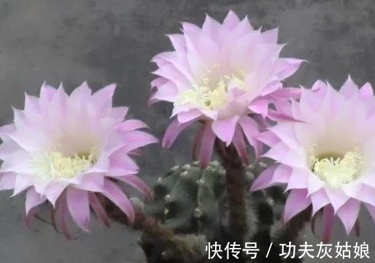 8种多肉皮实又好养，开花超级美丽，总有一种是你喜欢的