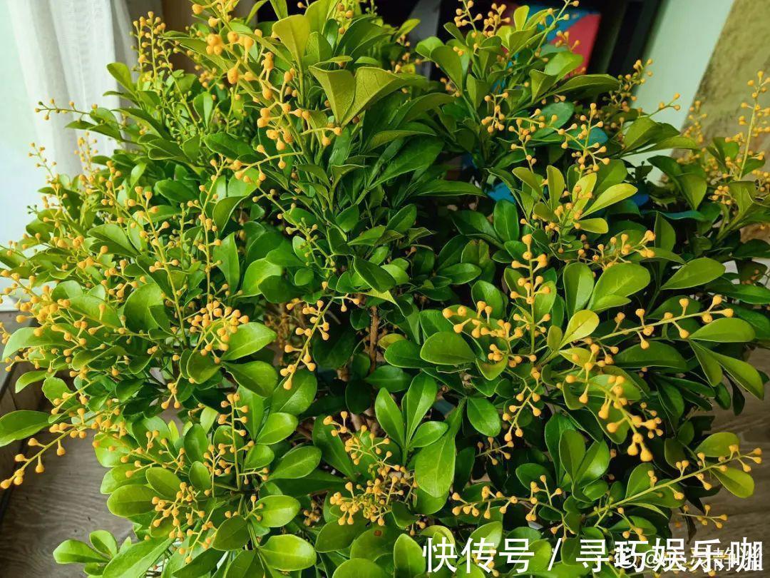 9种花特怕冷,低温浇水容易冻死,夜晚套袋子保暖