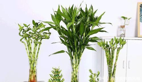 夏天|夏天就养4种花,越热越浇水,盛开时繁花似锦,花色美轮美奂