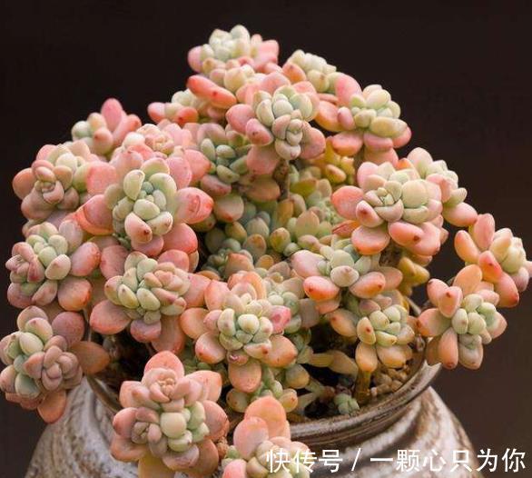 想要多肉劳尔香味浓郁长满盆,3件事做好了,冬天变成香过冬