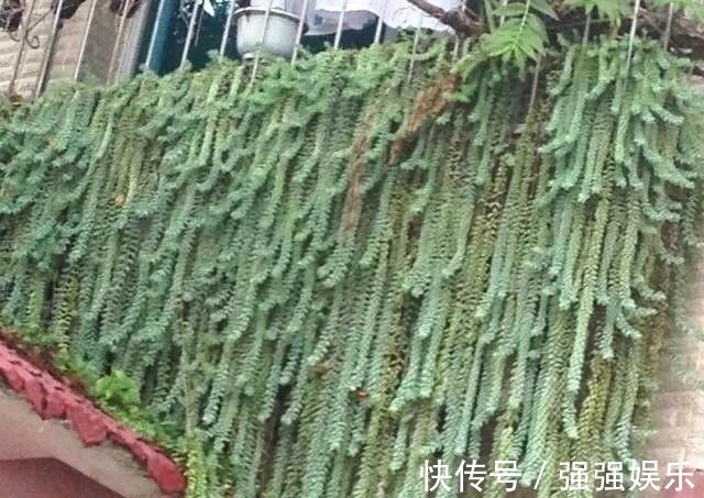 吊兰|3种多肉能养成“吊兰”，随便扔盆里“生根、发芽”，轻松爆盆