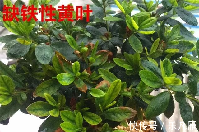 养花技巧快死的花,剪一刀立马活,还能再开花!