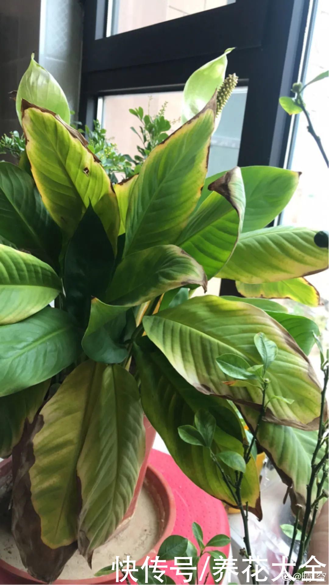 夏天怕晒的花，赶紧搬到阴凉地儿，再晒成枯杆了