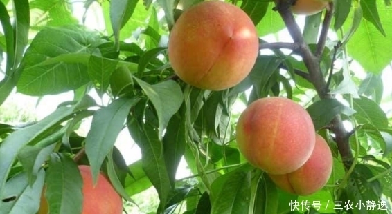 土壤|黄桃采摘结束，应该这样养护管理，来年桃子又红又大且美味