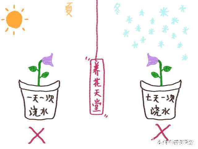 新手|7种常见的浇水方式，不仅新手不懂，有些人养花10年都没搞清楚