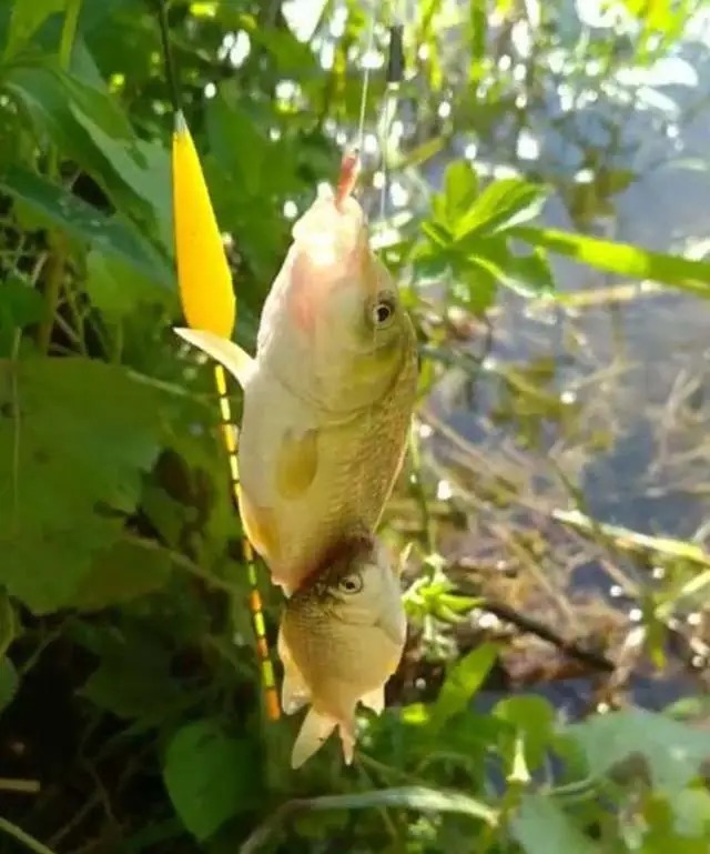 秋天应该怎么钓鲫鱼,酒米+蚯蚓好像不管用了