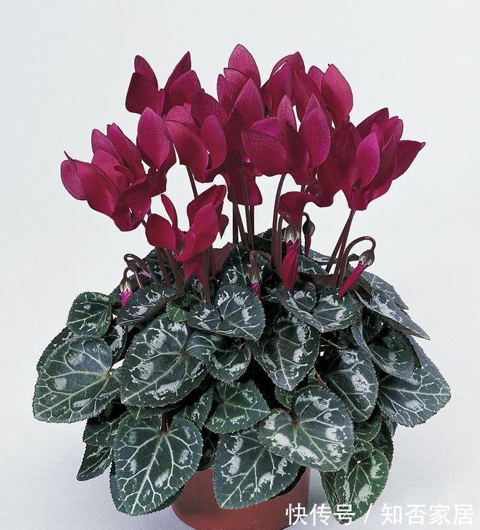 养花试试这几款,四季有花开,且是多头集群开放,可直接瓶插观赏