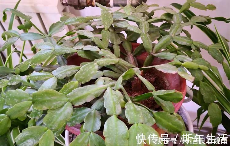 蟹爪兰|蟹爪兰叶子“打焉”，用这个“小方法”，叶片肥厚，长势更旺