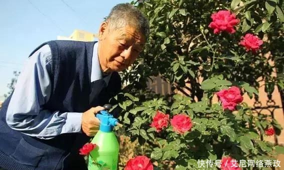 想让月季轻松爆盆?千万不要小瞧了它!花开满盆,叶子绿的流油!