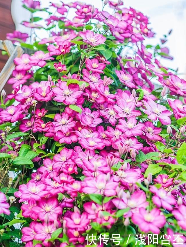 4种生长很快,又耐寒的花,打造花墙别错过!