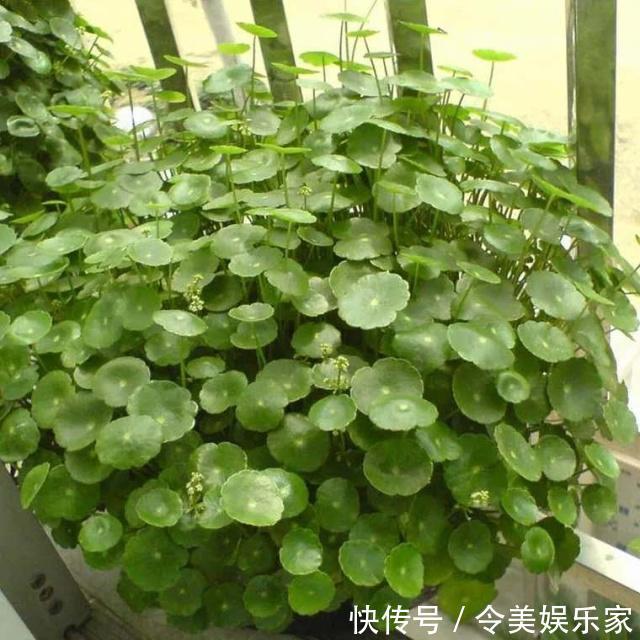 施肥|铜钱草长得“快与慢”,施肥不重要,关键在“摆放”!