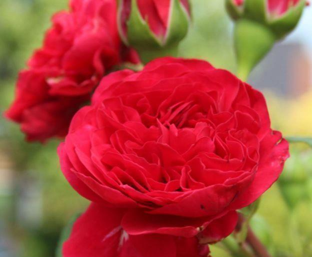 适合冬季养的花，好活易爆盆，花期特别长，对待新手很友好