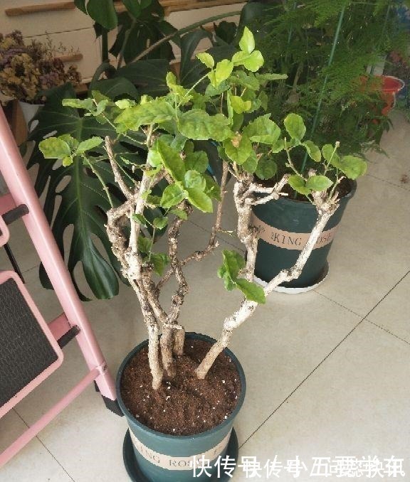 浇水时的3个坏习惯,赶紧丢掉,不然土壤硬得像石头!