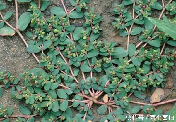  家乡|这个野草，如生在您的家乡，请善待，它真的很珍贵