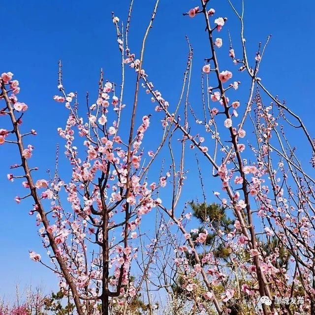 春风|寻美邹城｜你好，春天！这是一条暗香浮动的推送～