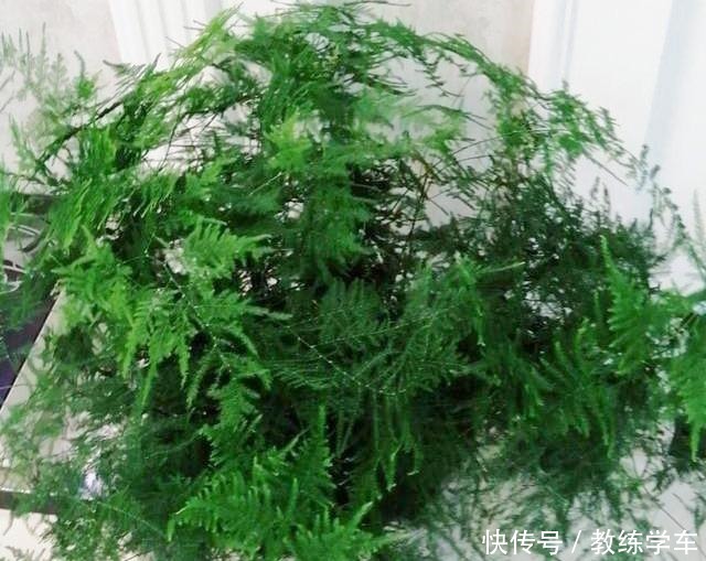 5种花就该养在没有阳光的地方,天天晒太阳反而长不好!