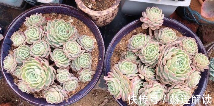 艾伦|姐姐养了9年的多肉,没有买肥就用它,个个长成精!