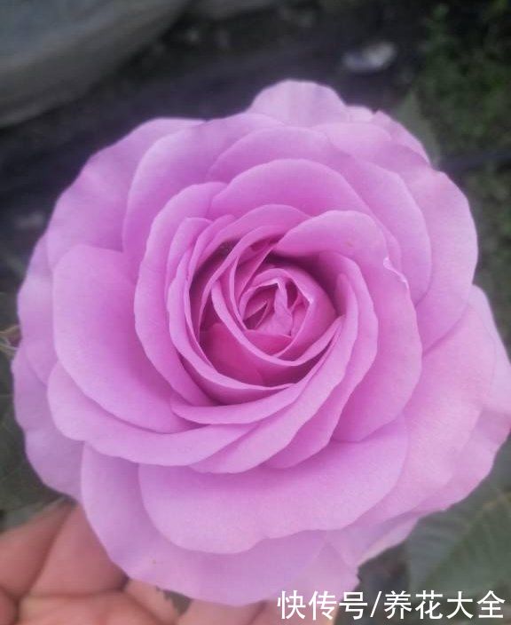 养花不用养太多，这一种花养好了，足够撑起一家门面