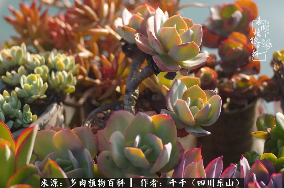 夏天日晒雨淋,秋老虎来势汹汹,你的多肉准备好逆袭了吗