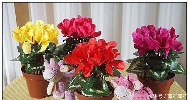 球茎|养仙客来,掌握3点,花朵开不败,一年一轮回!